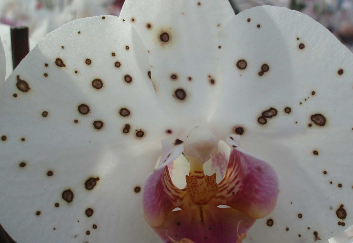 Грибок бадридес на цветках орхидеи